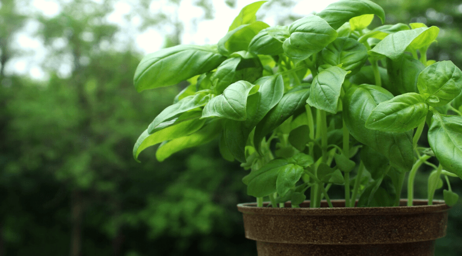 healthy basil plants in pots ready to harvest