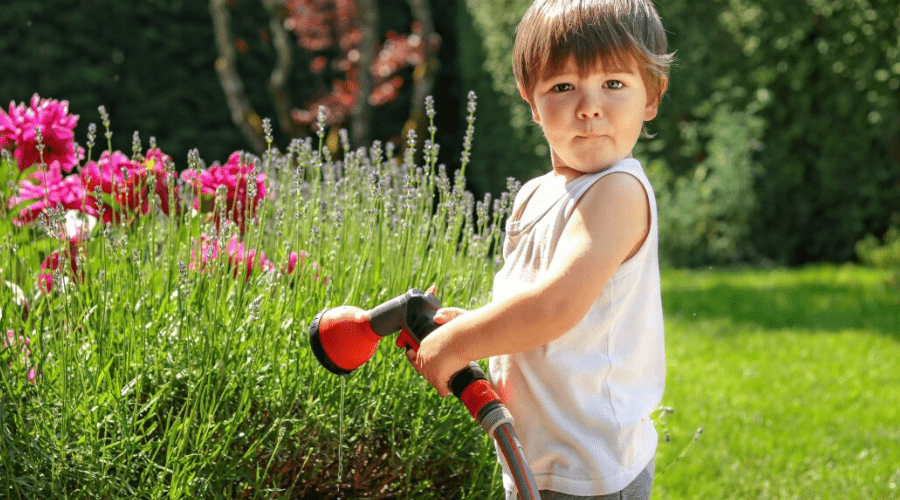 small boy watering lavender outdoors with spray nozzle
