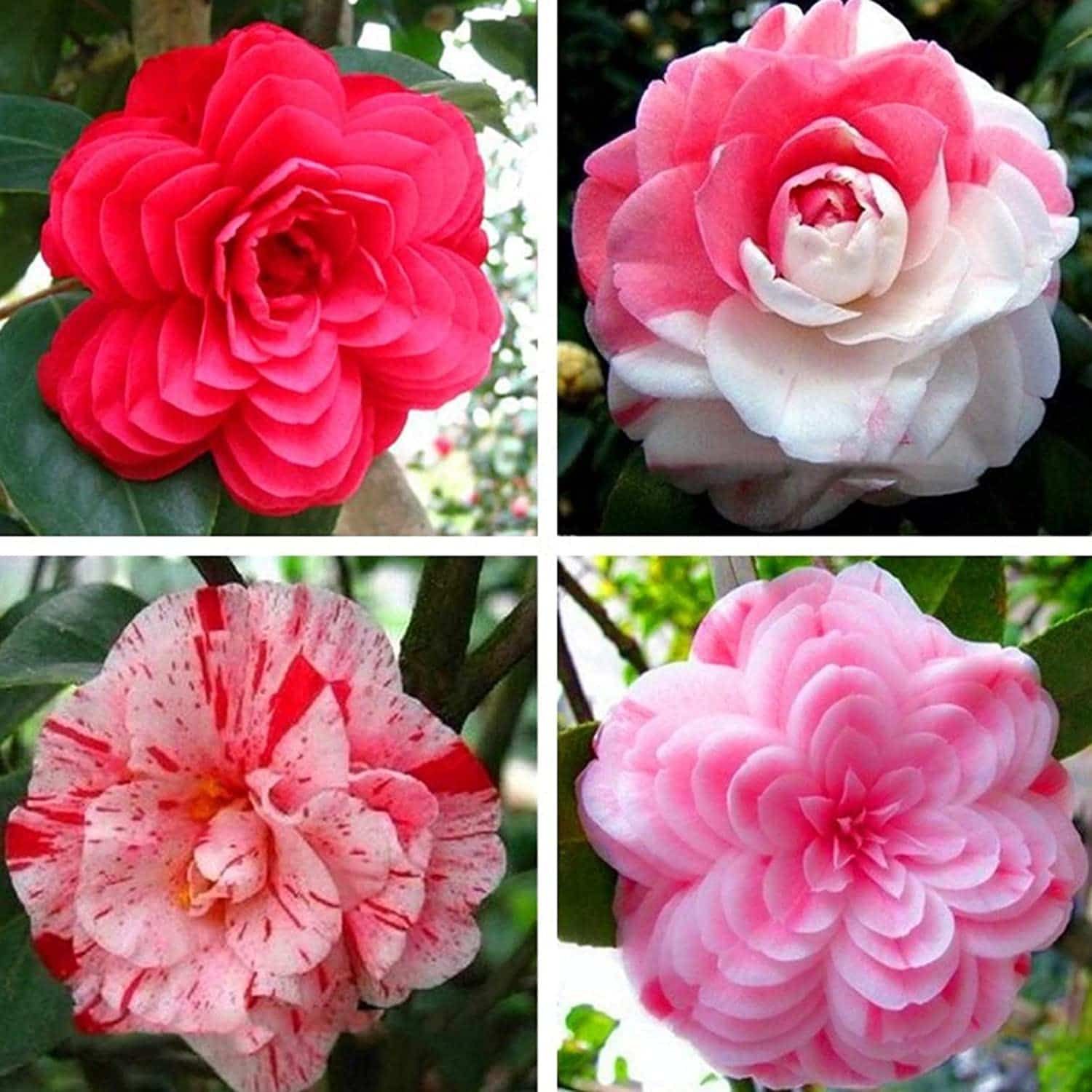 How to Prune Camellia Trees An Ultimate Guide