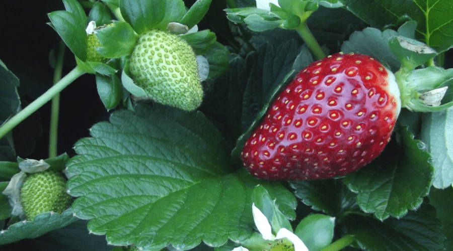 closeup of ripe and unripe strawberries on outdoor plant
