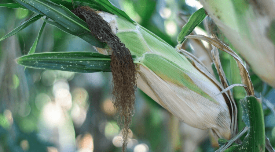 ripe ear of corn with dark brown tassel
