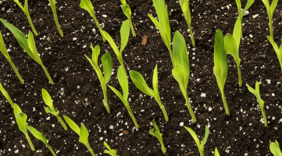sprouting corn seeds in potting soil