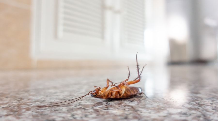 The Best Roach Killer and Traps: Top Picks and Reviews