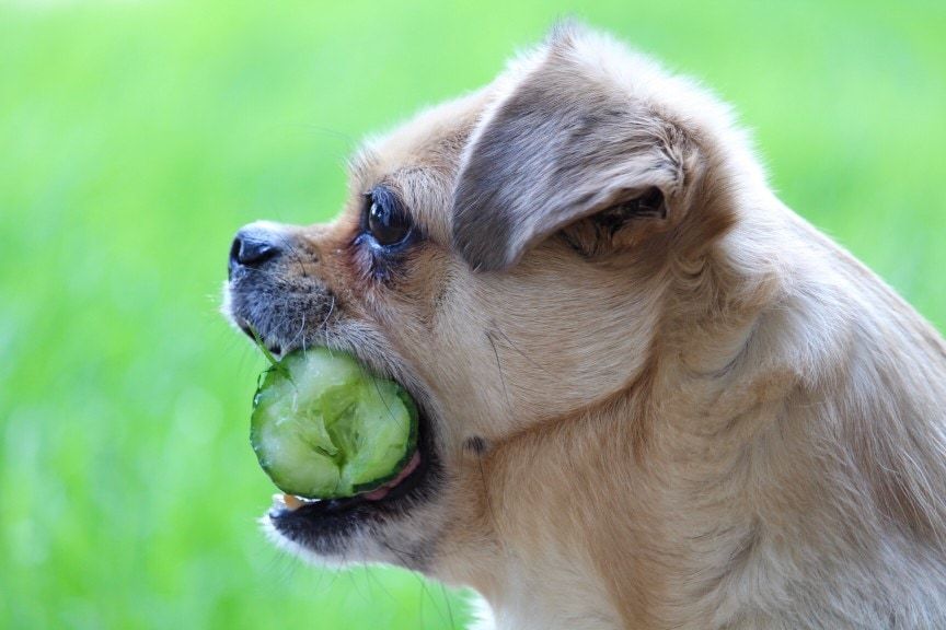 small dog with half a cucumber in its mouth