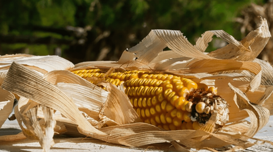 dried ear of corn on table outdoors