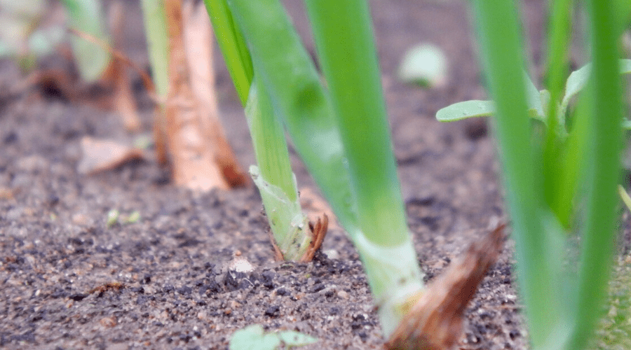 healthy onions growing outdoors in soil