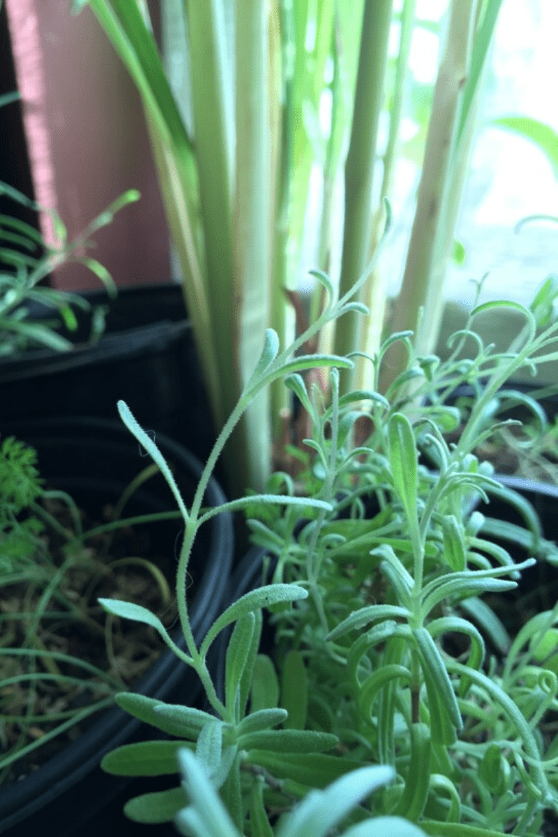 kitchen herb garden lavender dill lemongrass parsley in pots near window