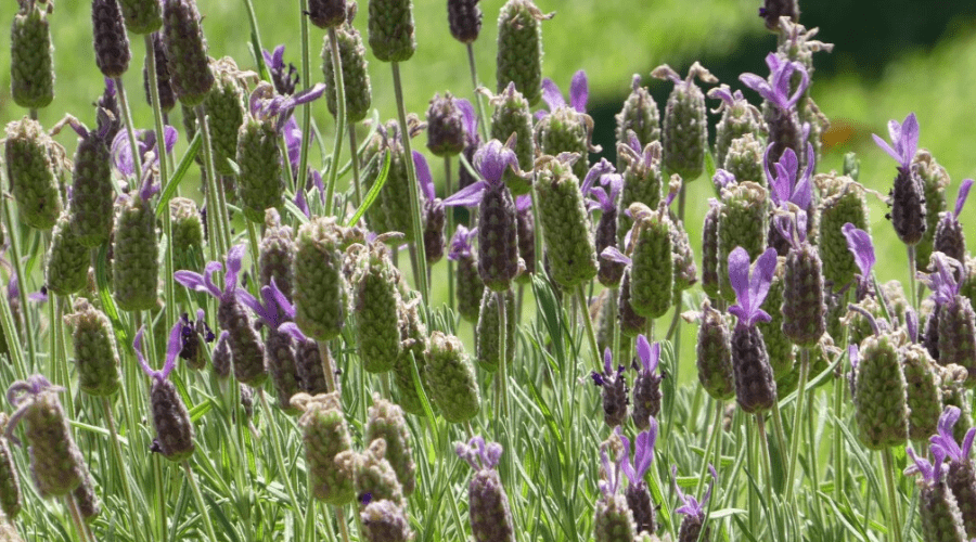 backyard lavender garden beginning to bloom closeup