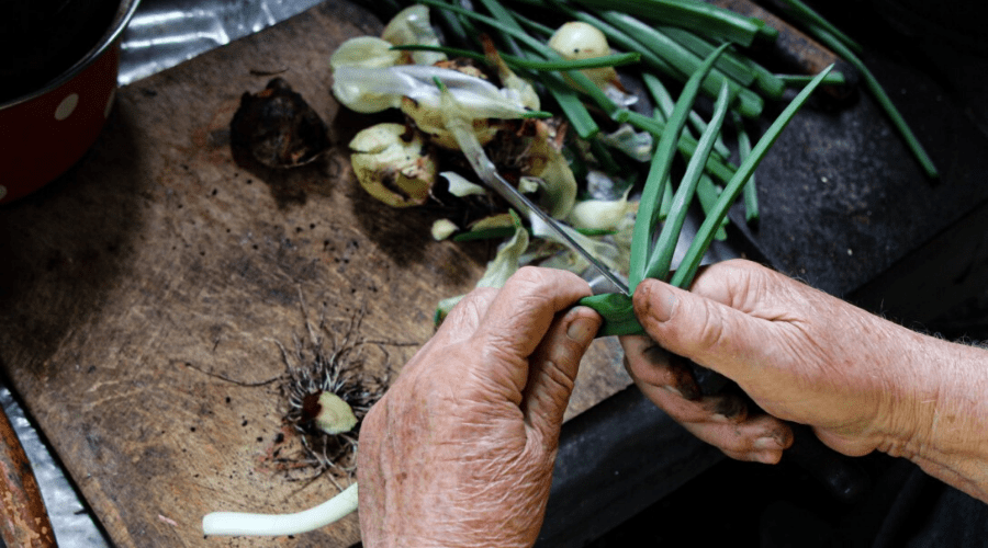 cutting onions to plant in soil