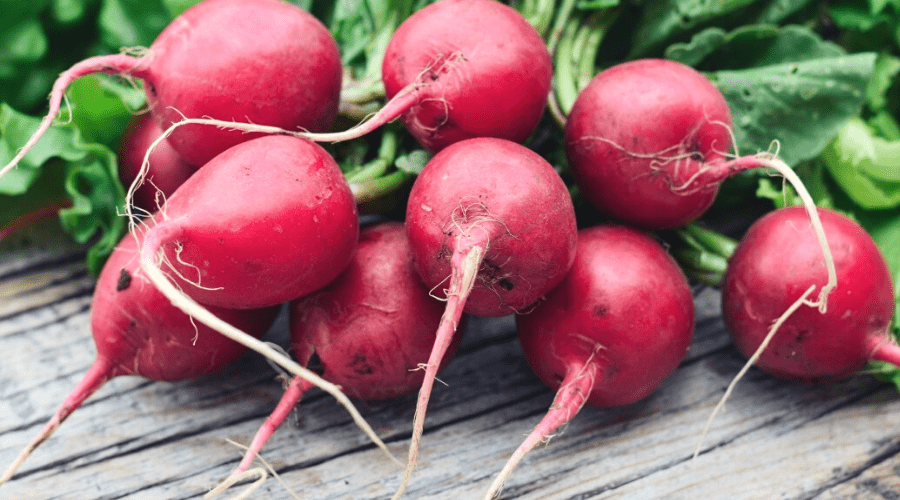 organic radishes grown from seed