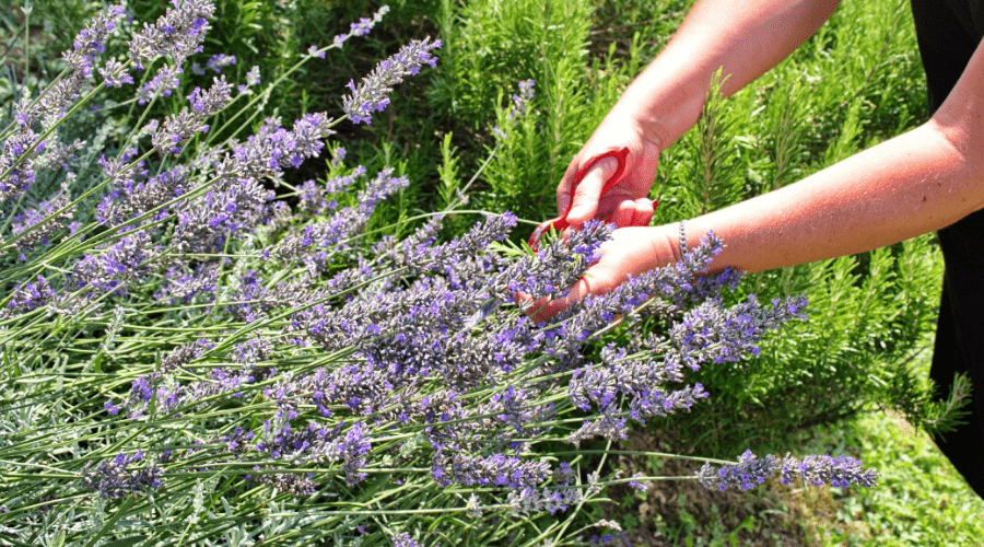 backyard lavender garden pruned by woman with trimmer