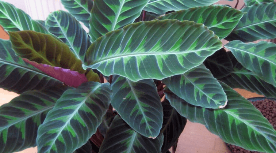 Calathea warscewiczii jungle velvet plant foliage closeup