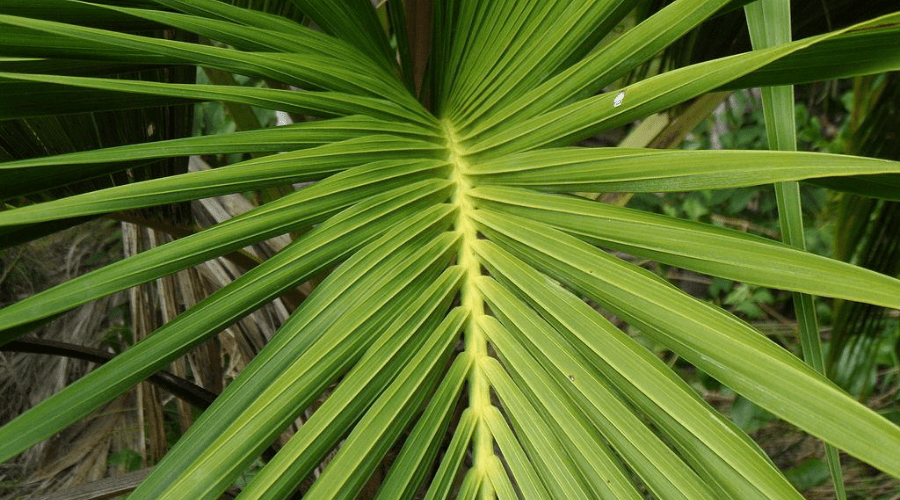 Kentia Palm Guide: How to Care for a Howea Forsteriana Tree