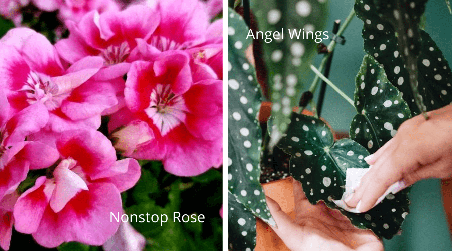 begonia varieties nonstop rose begonia and angel wings begonia