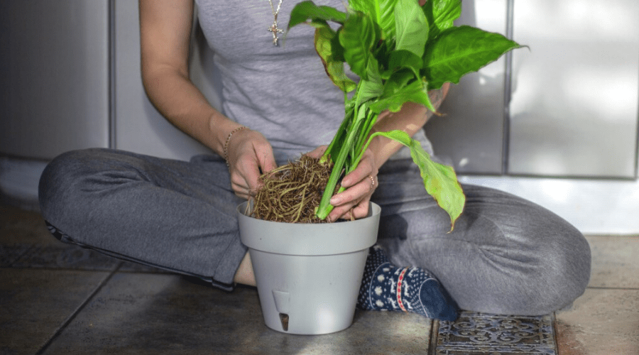 woman sitting indoors on tile floor repotting a peace lily