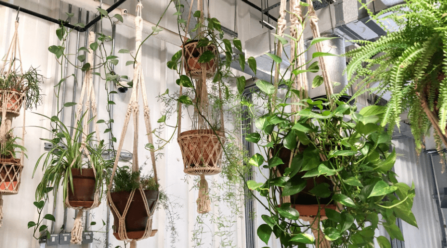 hanging plant display indoors macrame plant holders hang from ceiling