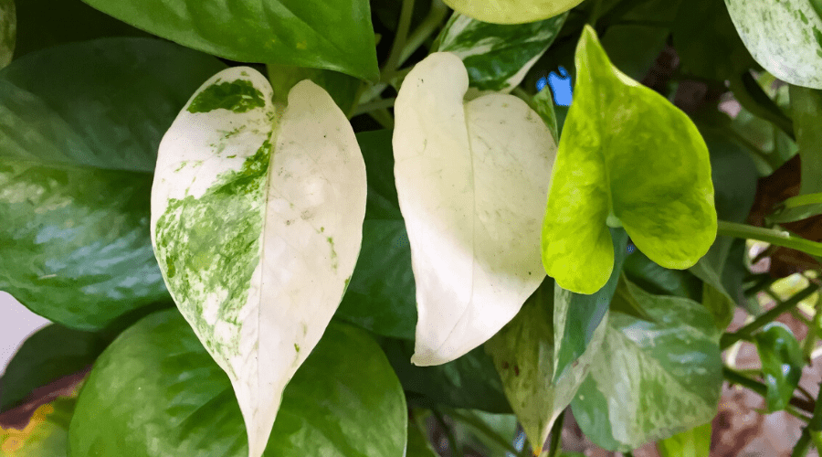 golden pothos closeup of variegated foliage leaves