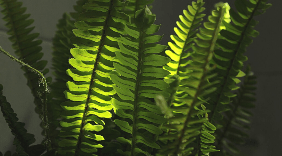 boston fern indoor low light plant in shaded room