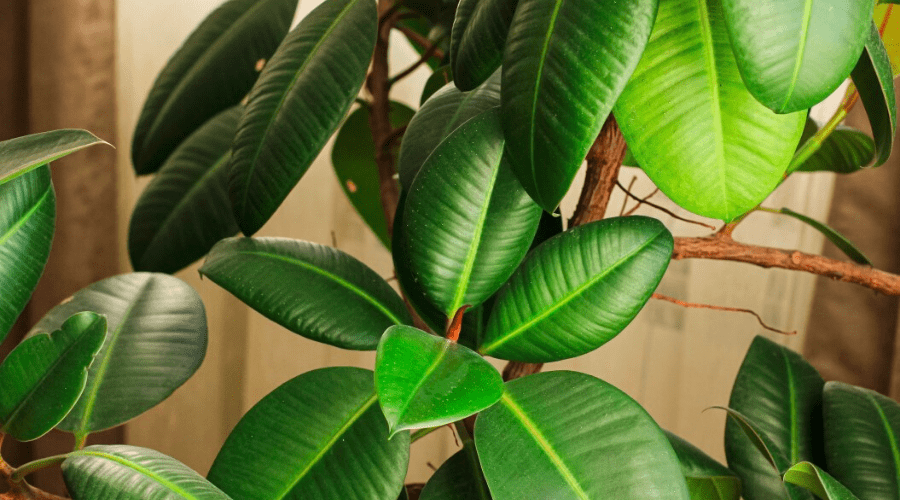 ficus elastica rubber plant closeup indoor tree