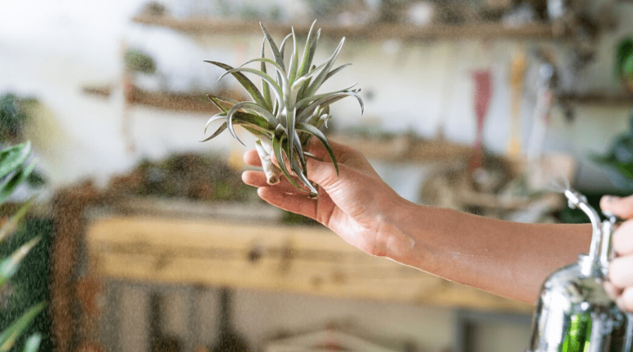 air plant in hand being misted with water indoors