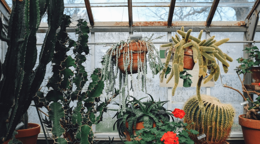 hanging cacti succulents in pots hanging indoors