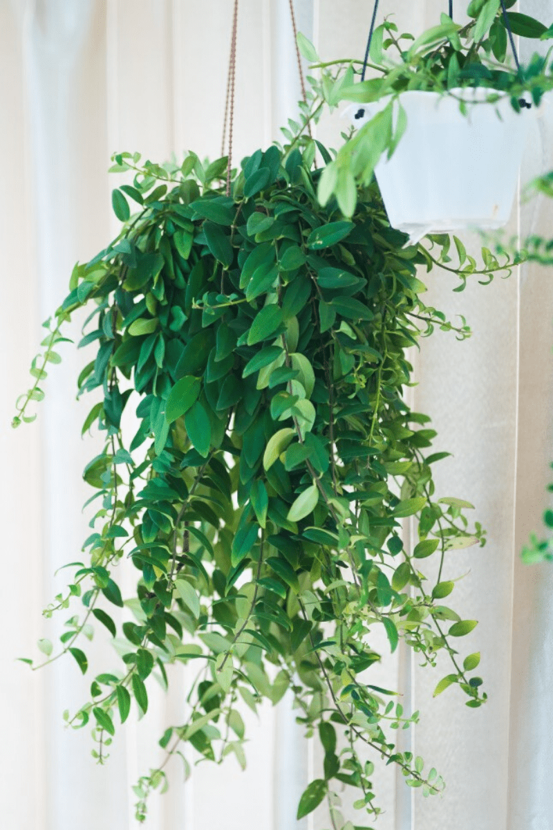 hanging plants in well lit room