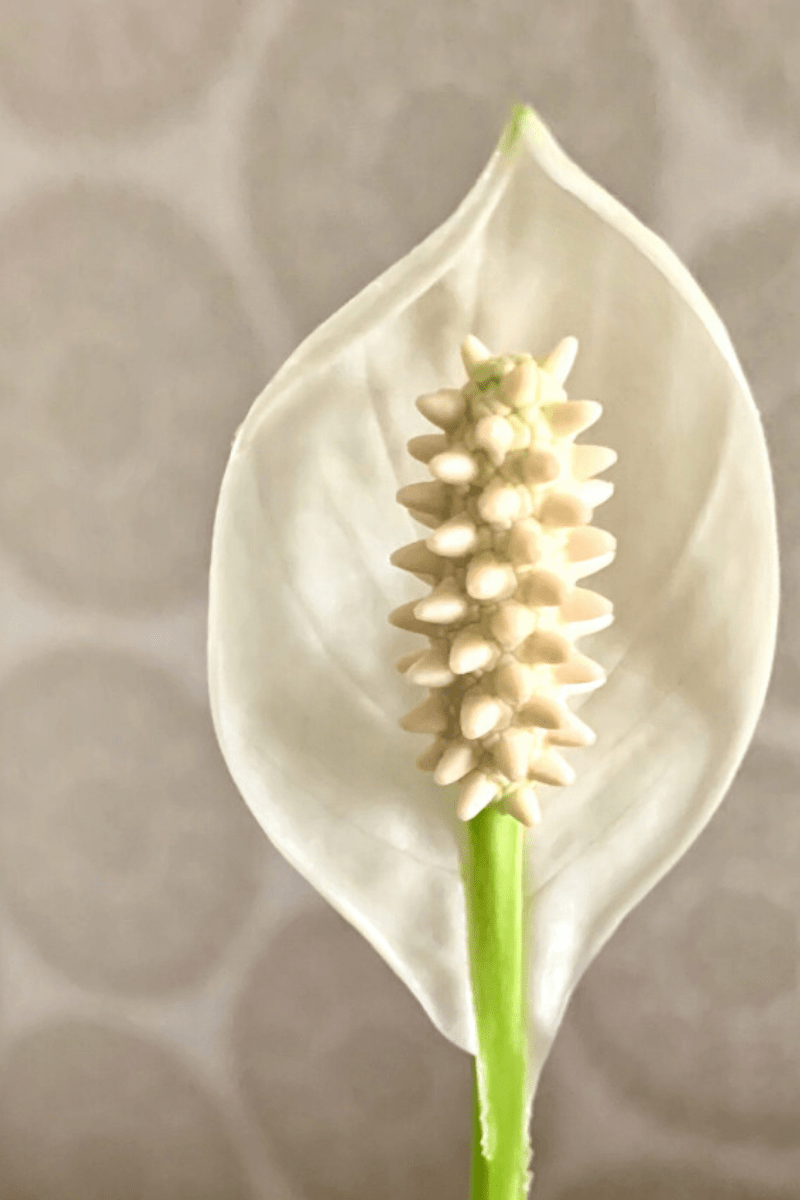 peace lily bloom closeup wallpaper modern background