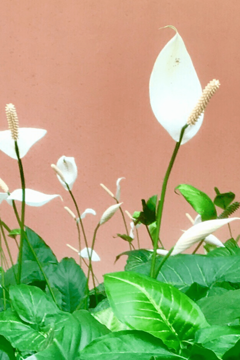peace lilies against an adobe wall in background outdoors