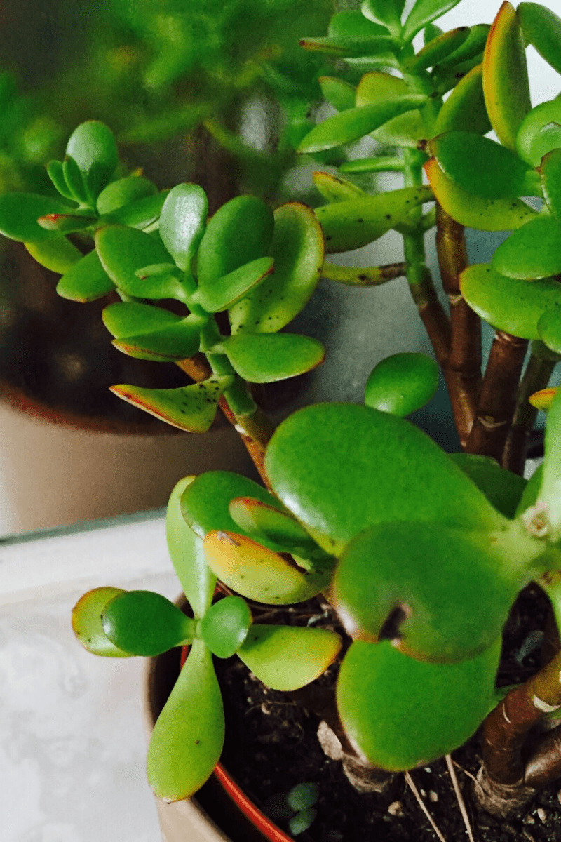 How to Grow and Care for a Thriving Indoor Jade Plant