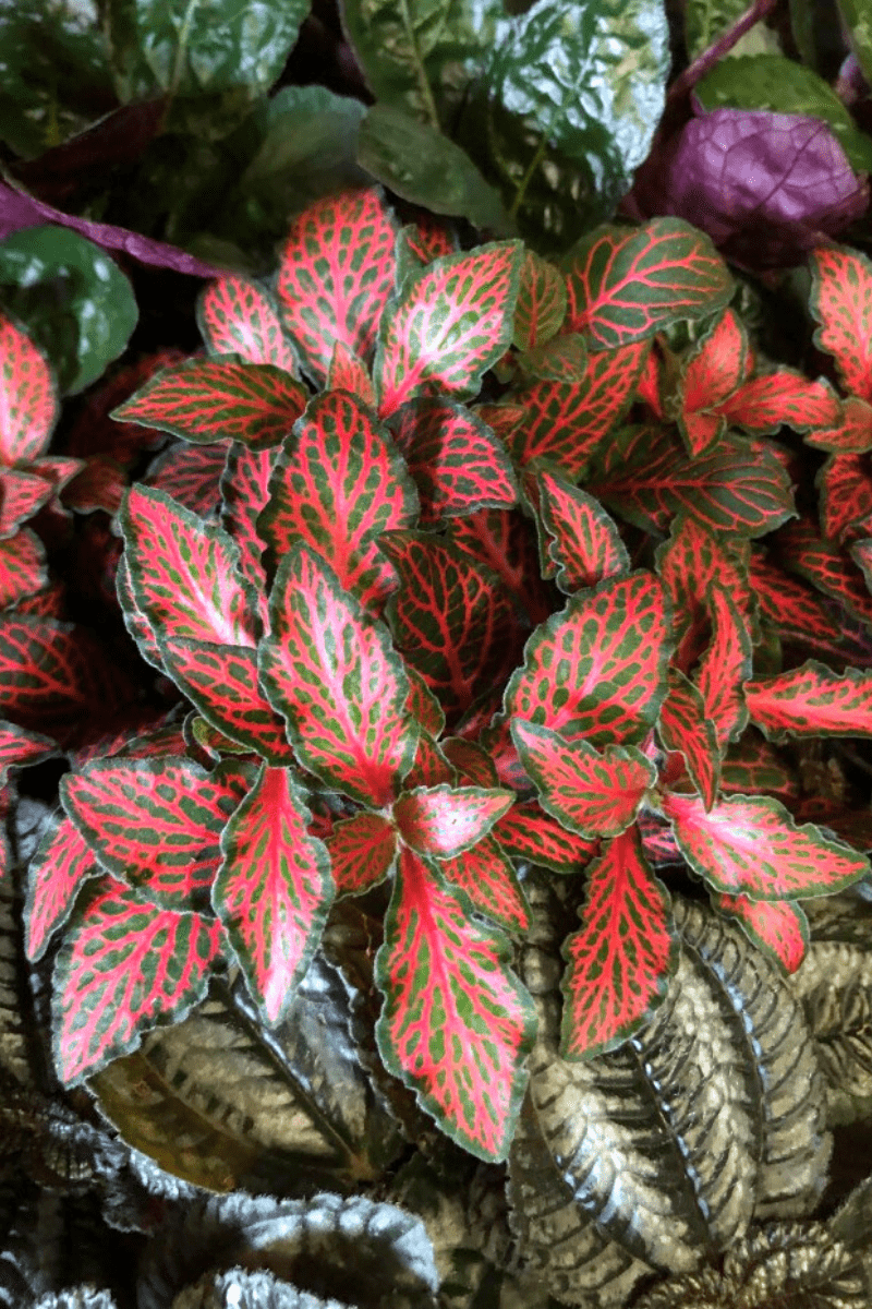 nerve plant fittonia varieties closeup of juanita