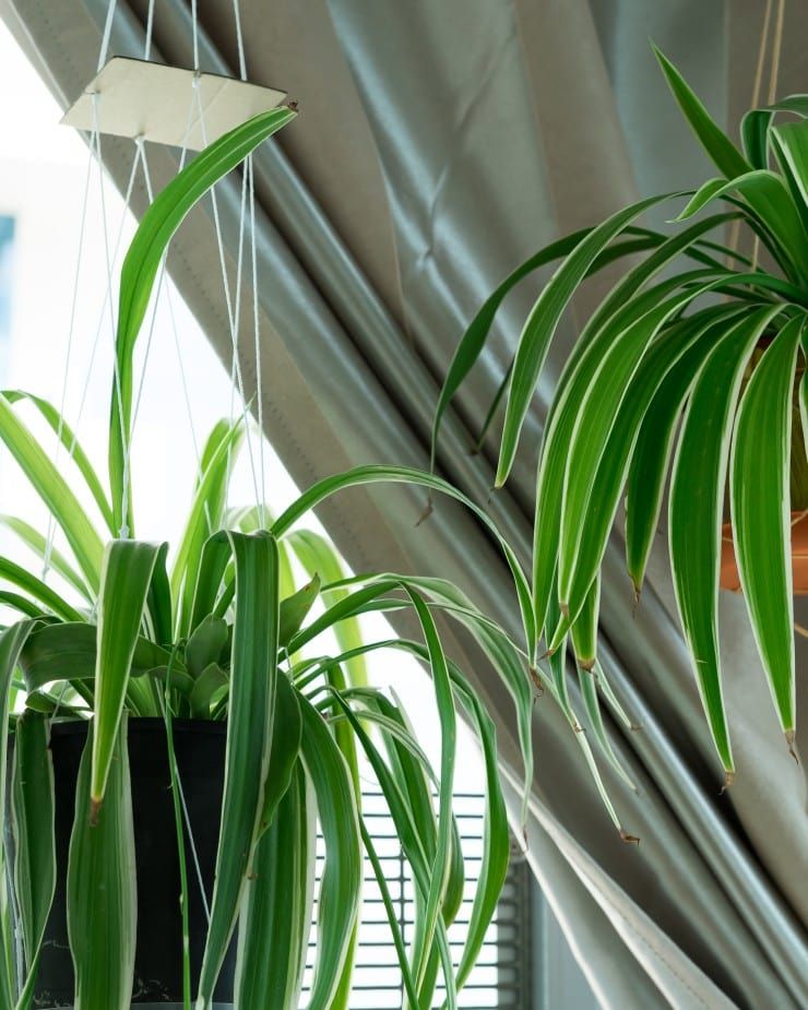 spider plants hanging indoors near a curtained window