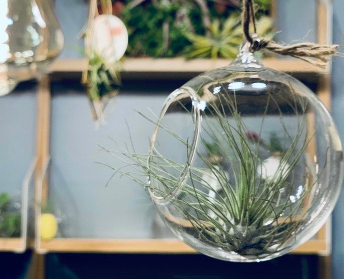 air plant in glass terrarium indoor plant easy care