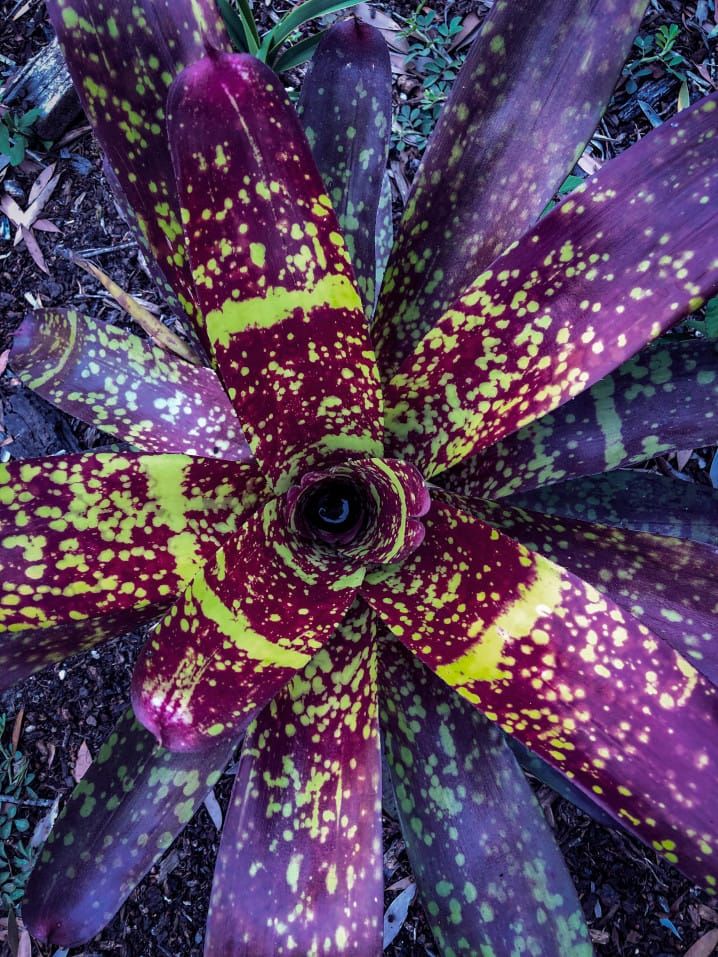 outdoor bromeliad in flowerbed from above in purple and yellow variegation