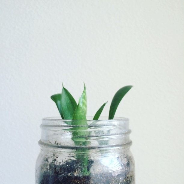 snake plant baby from water propagated cutting in glass jar