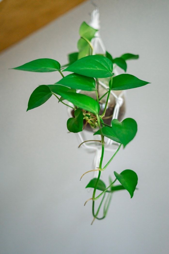 indoor houseplant philodendron in hanging planter from below