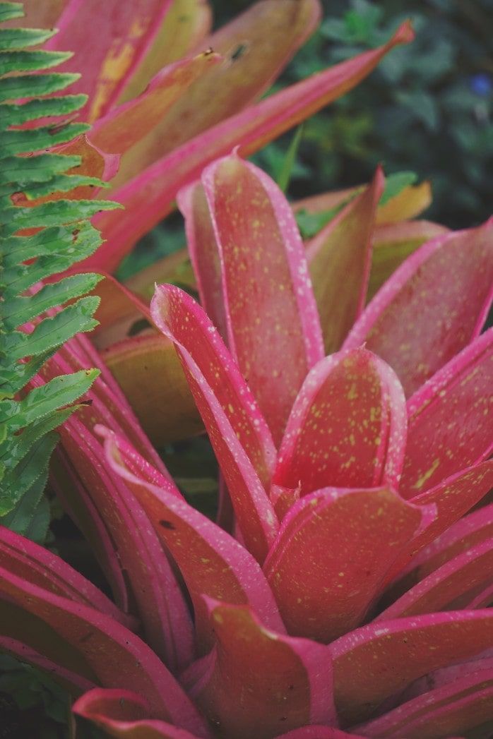 bromeliad with pink speckled foliage native to hawaii