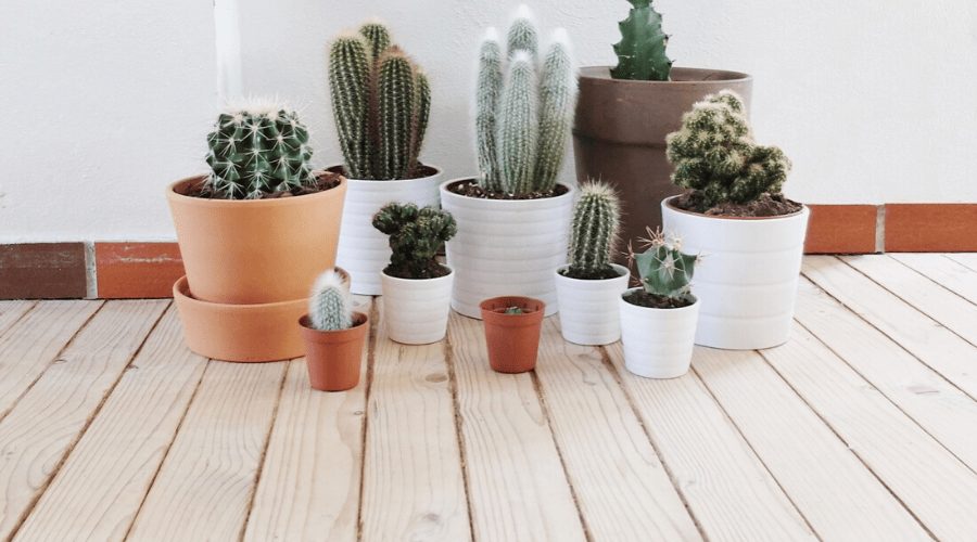 assorted cacti in mismatched pots indoors on wooden floor
