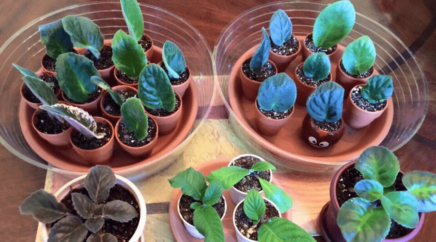 african violets propagating new plants indoors