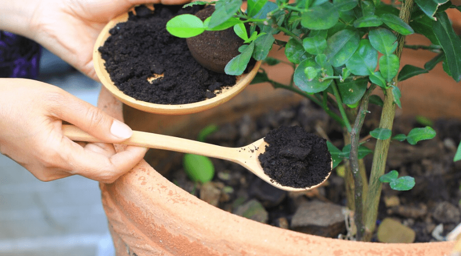 adding coffee grounds to potting soil to fertilize houseplants