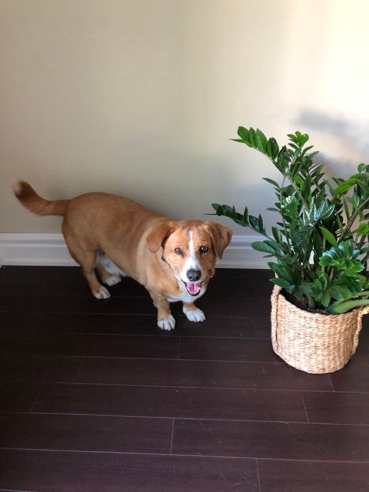 corgi standing beside a potted ZZ plant indoors on wooden floor