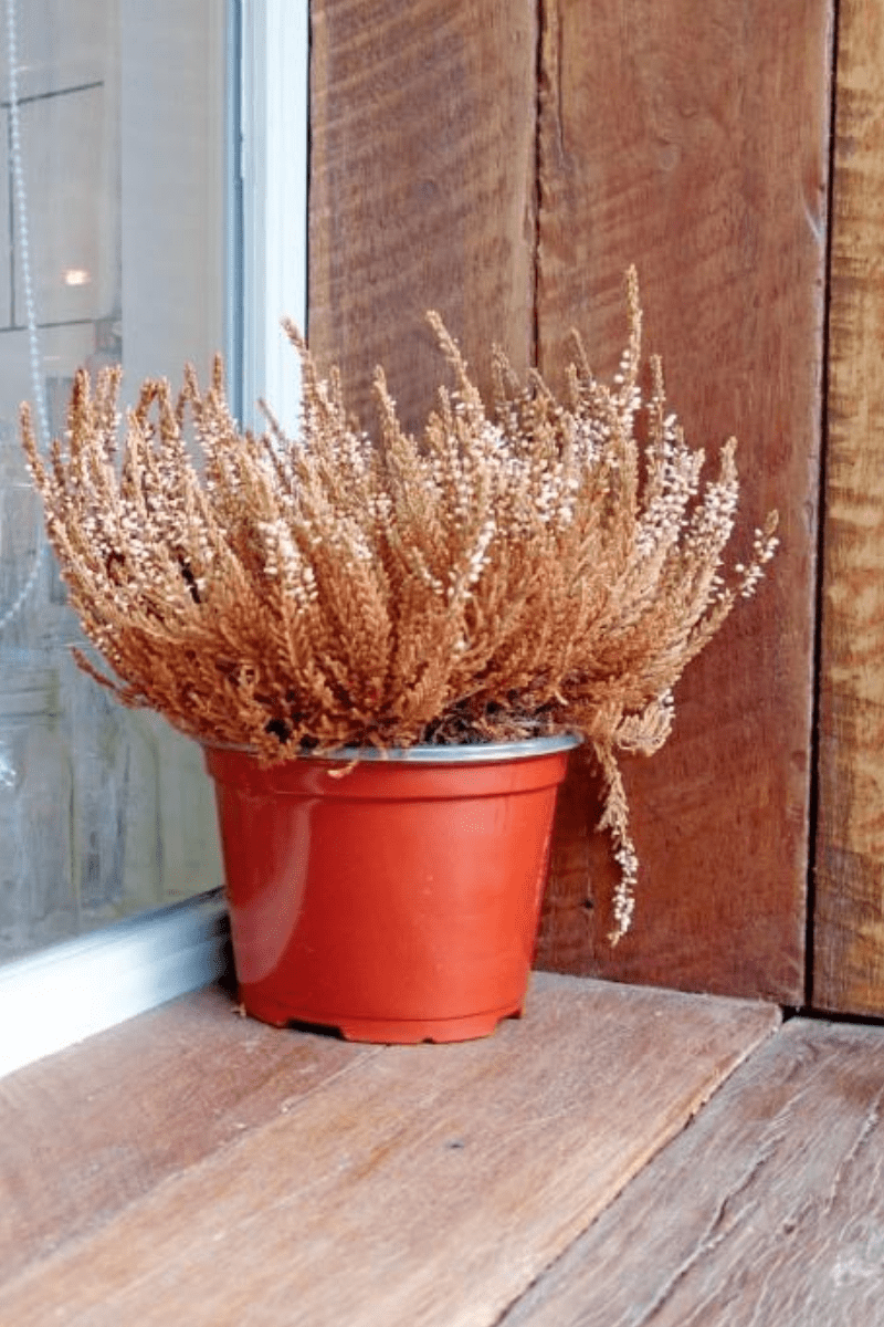 dry house plant small in pot dead on windowsill