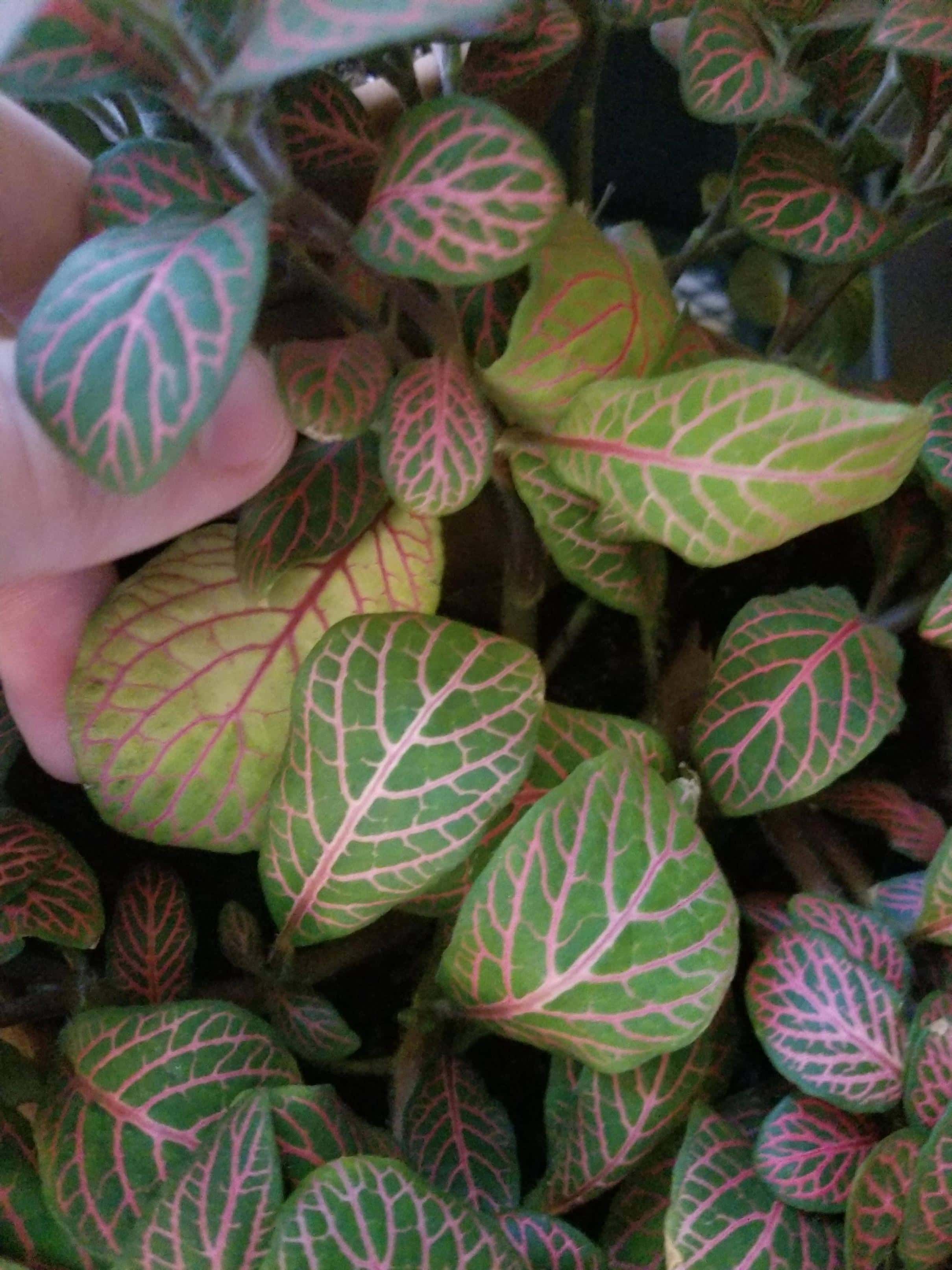 yellowing leaves of fittonia pink veins growth problems bleaching