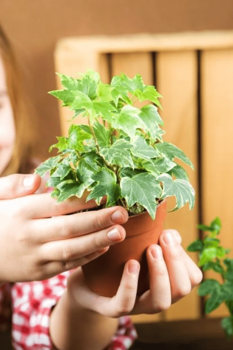 English Ivy Guide How to Care for Your English Ivy Indoors & Out