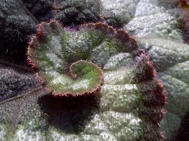 begonia foliage spiral apttern in green red and silver rex begonia variety