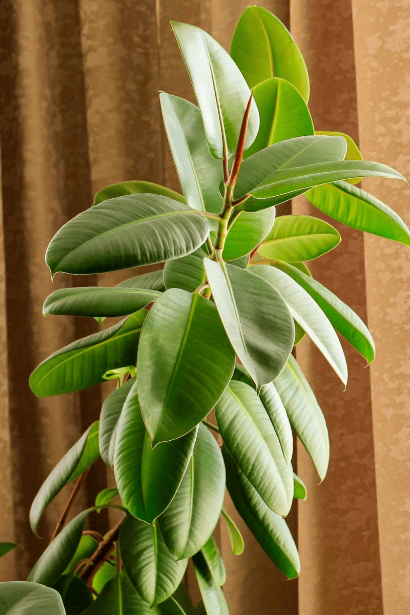 a healthy ficus elastica robusta rubber plant indoors