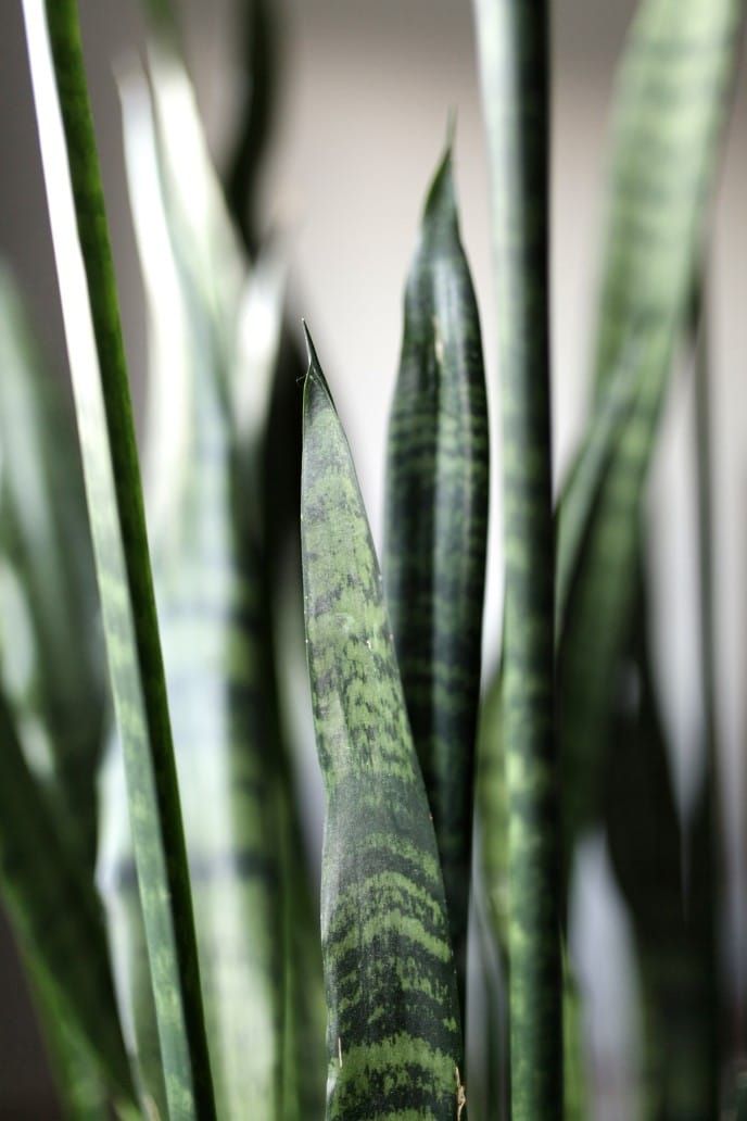 Picture of Sansevieria spp. also known as a Snake Plant