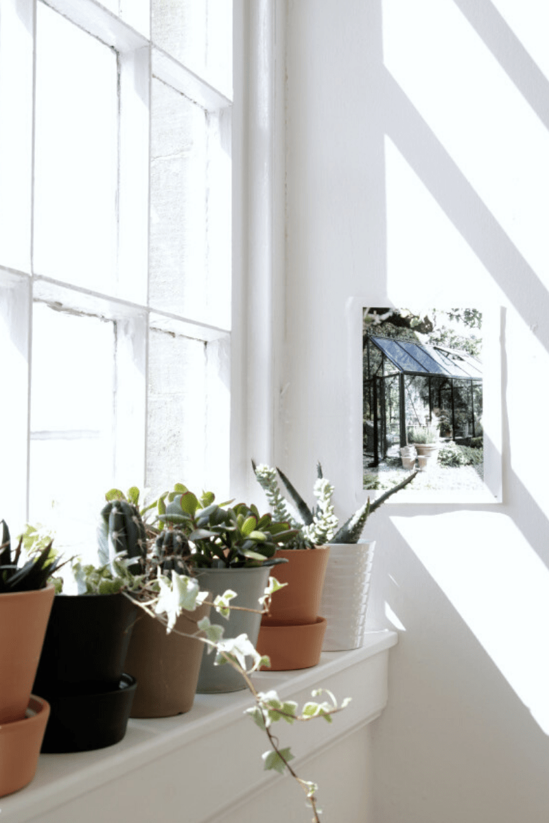 bright light on a windowsill of potted indoor plants