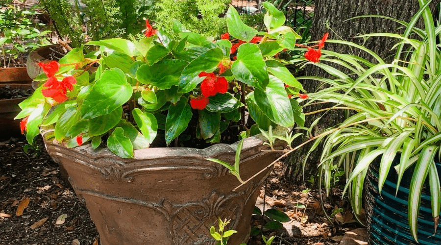 growing begonias outdoors in heavy planter in partially shaded area with spider plant