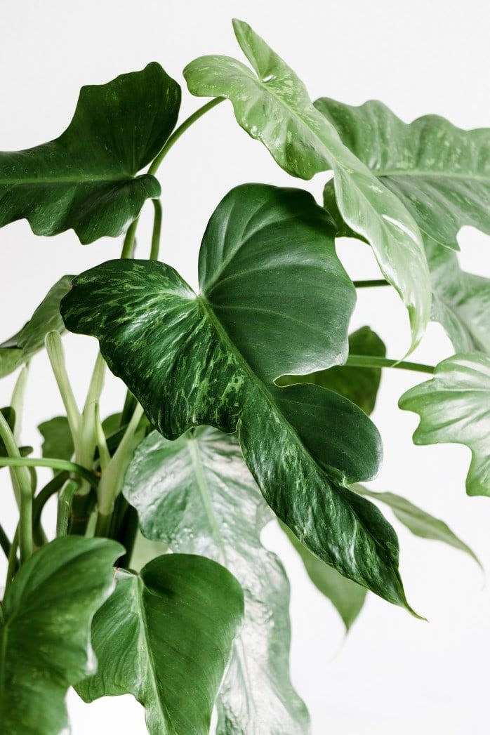 Philodendron Golden Dragon leaves indoor plant care