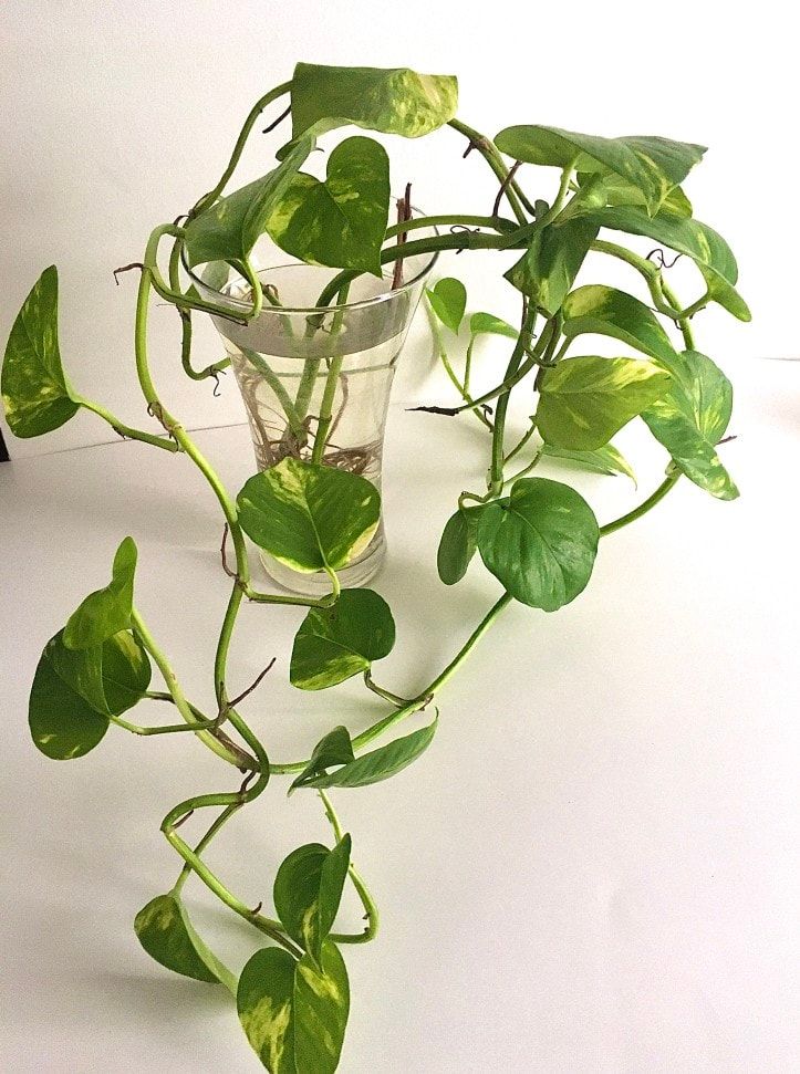 propagating philodendron in water indoors with rooting cutting
